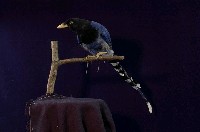 藏品(臺灣藍鵲)的圖片